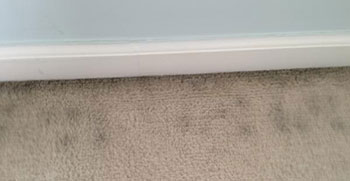 How to tell if there is mold in carpet/padding? : r/HomeMaintenance